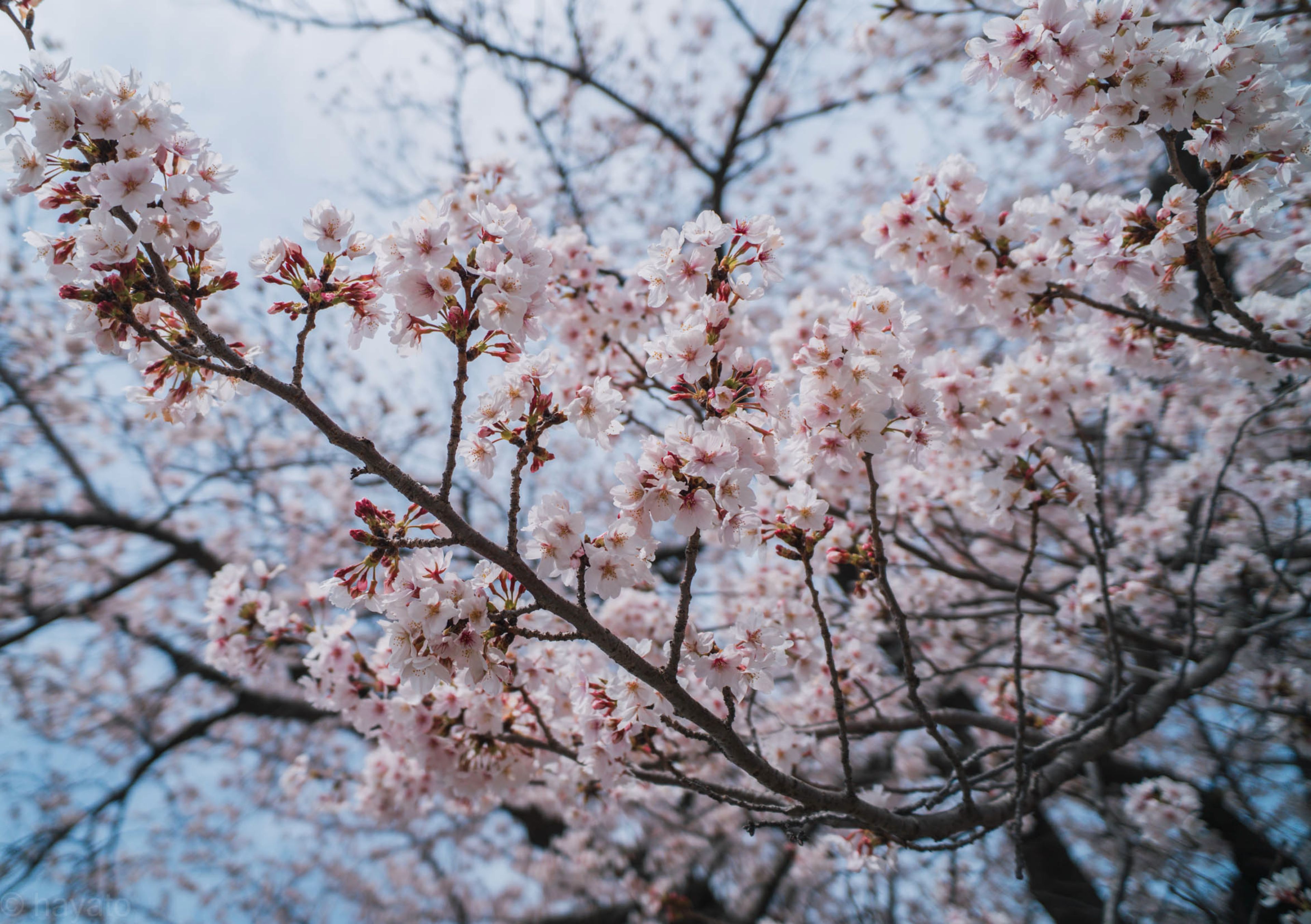 福冈-樱花