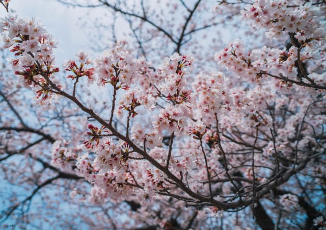 福冈-樱花