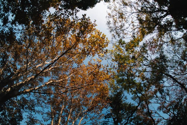 上海共青森林公园